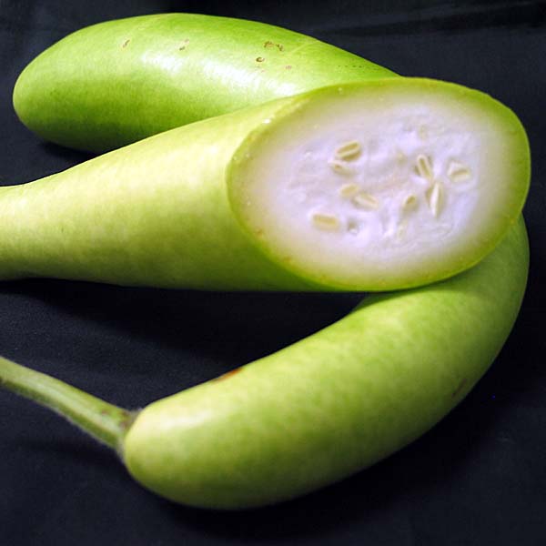 Bottle Gourd F1 Hybrid Sumant seeds - omaxe seeds