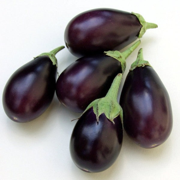 Omaxe Brinjal F1 Hybrid MK-24 seeds