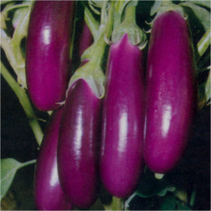 Brinjal F1 Hybrid Purple Long seeds - omaxe seeds