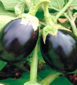 Omaxe Brinjal F1 Sona Babu (50 seeds)