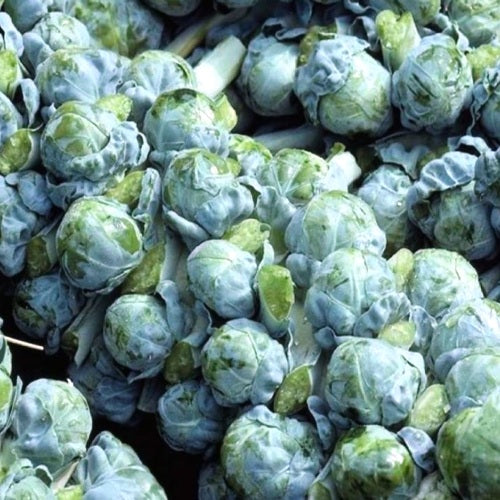 Brussels Sprout Long Island (100 seeds) - omaxe seeds