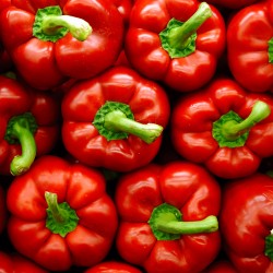 Capsicum Red Imported (25 seeds) - omaxe seeds