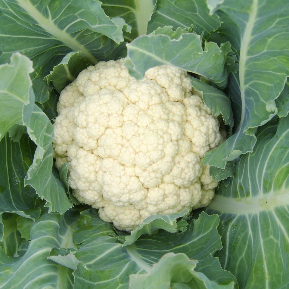 Omaxe Cauliflower F1 Hybrid seeds