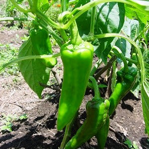 Omaxe Chilli F1 Carno Di Torro (40 seeds)