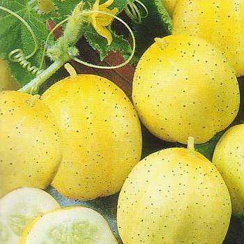 Sunrise Cucumber Yellow Round Hybrid Seeds 3gm