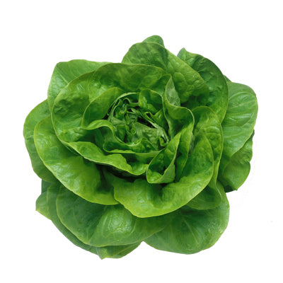 Omaxe Lettuce Butter Head Green (50 seeds)