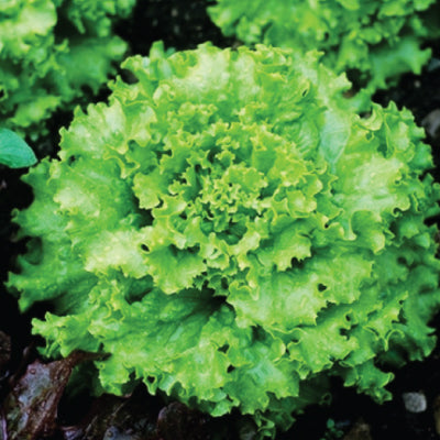 Omaxe Lettuce Grand Rapids (Ice berg crispiano)