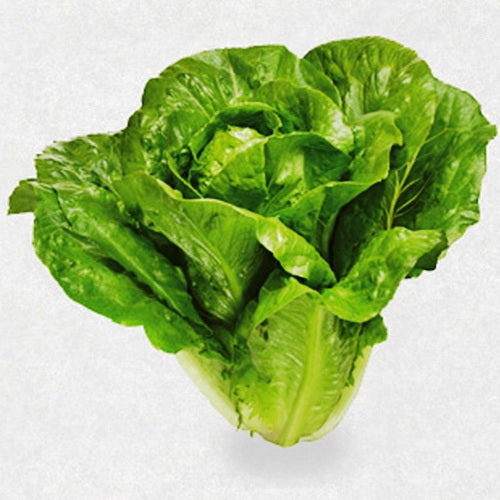 Omaxe Lettuce Imported Romaine (100 seeds)