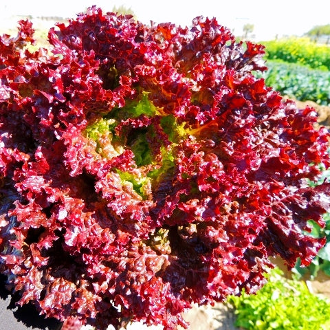 Omaxe Lettuce Lollo Rossa (Red salad bowl) seeds