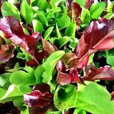 Lettuce Misticanza (100 seeds) - omaxe seeds