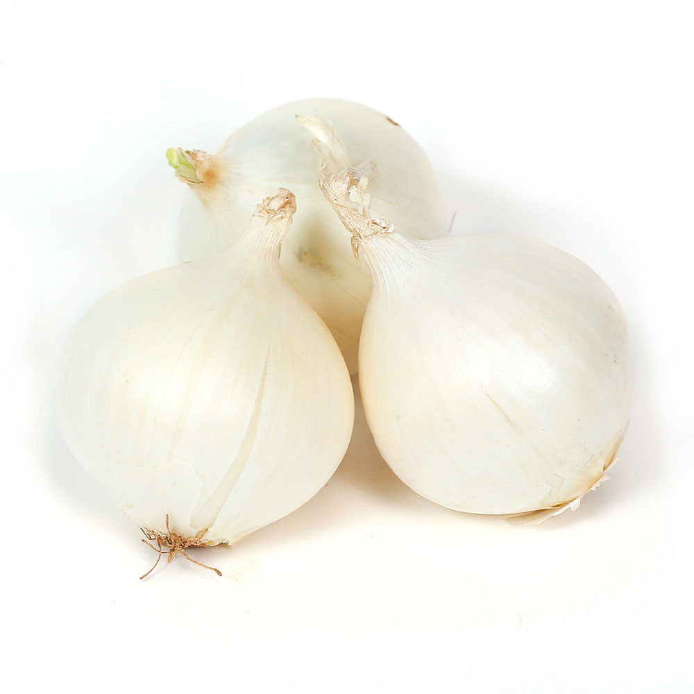 Sunrise Onion Milk White Hybrid Seeds