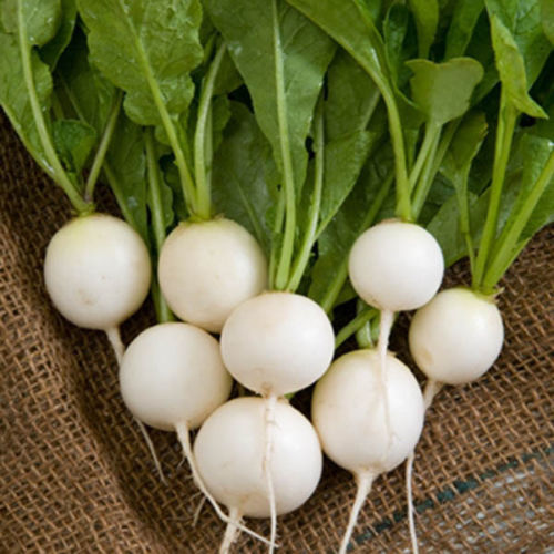 Omaxe Radish Imported White Globe (50 seeds)