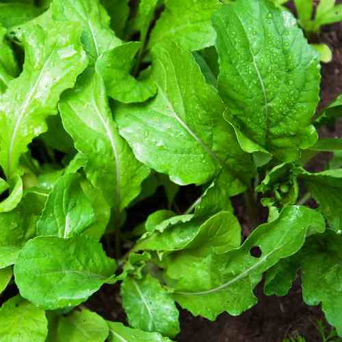 Omaxe Rocket Arugula Wild Cut (100 seeds)