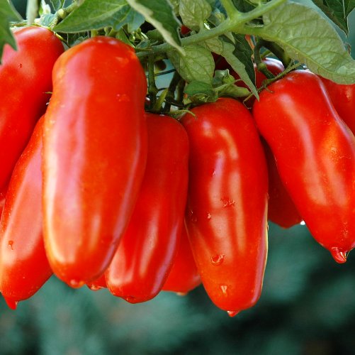 Omaxe Tomato San Marzano 30 Seeds