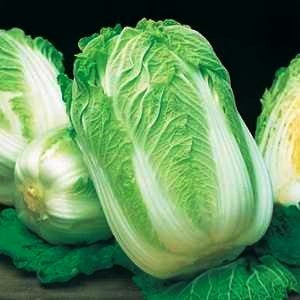 Wong Bok Chinese Cabbage (100 seeds) - omaxe seeds