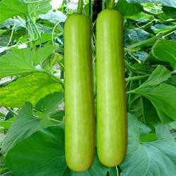 Sunrise Bottle Gourd Hybrid Seeds 5gm