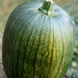 Sunrise Pumpkin Hybrid Seeds