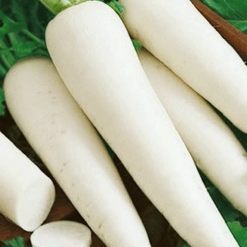 Omaxe Radish F1 Hybrid Great Long White seeds