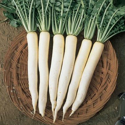 Radish F1 Hybrid Long seeds - omaxe seeds