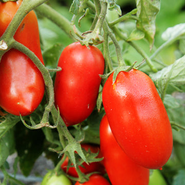 Omaxe Tomato Roma VF Seeds (50 Seeds)