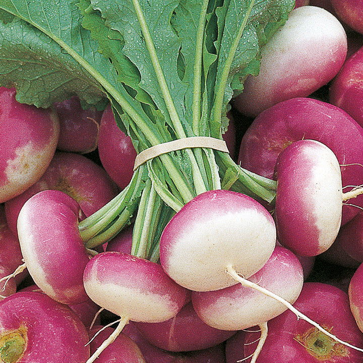 Omaxe Turnip Purple Imported seeds (10 gm)