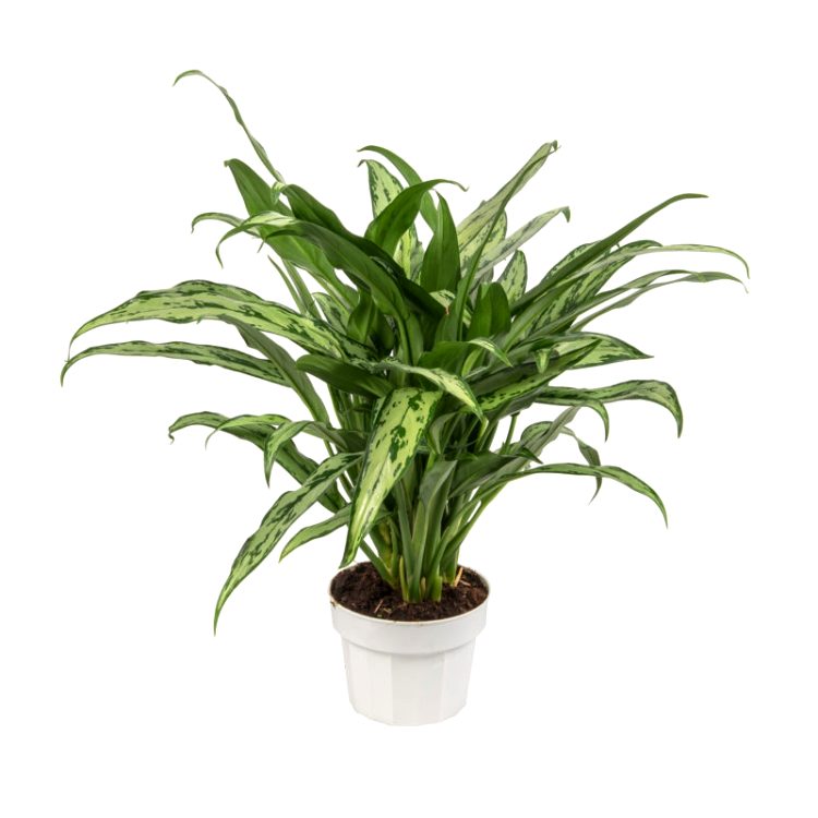 Aglaonema Cutlass Plant - Chinese Evergreen