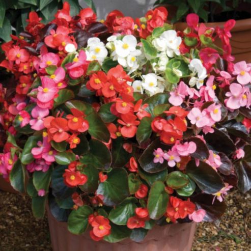 Omaxe Begonia Semerflorens Mixed Seeds