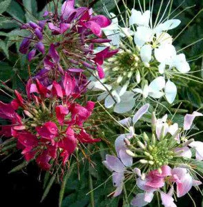 Cleome Spinosa Mixed Seeds - omaxe seeds