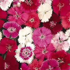 Dianthus Baby Doll Mixed Seeds - omaxe seeds