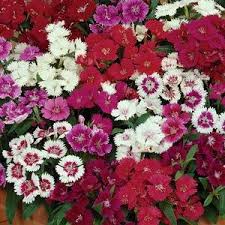 Dianthus Chinensis Mixed seeds - omaxe seeds