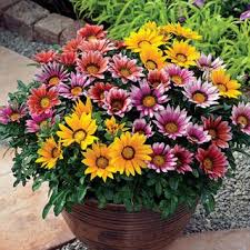 Omaxe Gazania Sunshine Mixed Seeds(50 Seeds)