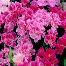 Godetia Azaleaflora Mixed Seeds - omaxe seeds
