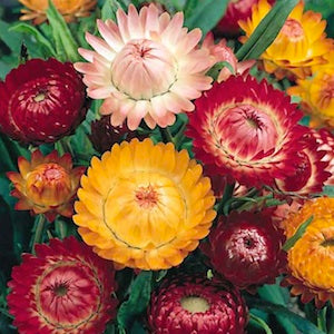 Helichrysum Bracteatum Dwarf Mixed Seeds - omaxe seeds