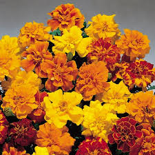 Marigold French Royal Seeds - omaxe seeds