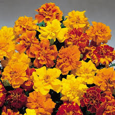 Omaxe Marigold French Royal Seeds