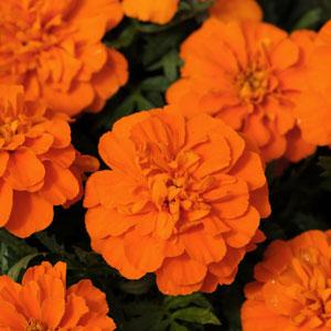 Omaxe Marigold Perfection Orange Seeds