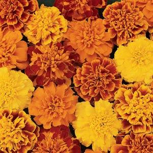 Marigold Tagetes Erecta Rodeo Royal Mix Seeds - omaxe seeds