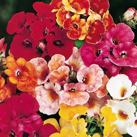 Omaxe Nemesia Carnival Mixed Seeds