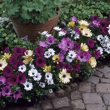 Omaxe Osteospermum - Dimorphoteca Mixed Seeds