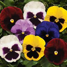 Omaxe Pansy F1 Blotch Mixed Seeds