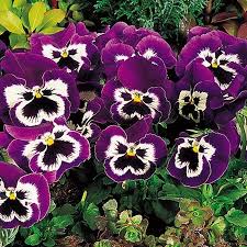 Omaxe Pansy F1 Purple Smile Seeds