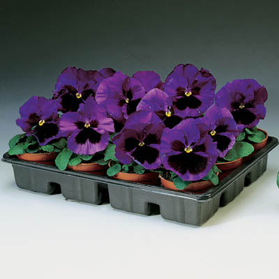 Omaxe Pansy F1 blue Blotch Seeds