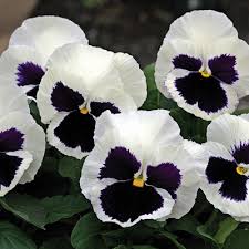 Omaxe Pansy F1 White Blotch Seeds