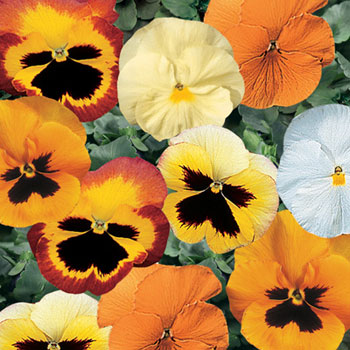 Omaxe Pansy F1 Wittrockiana Mixed Seeds