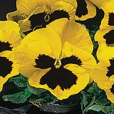 Omaxe Pansy F1 Yellow Blotch Seeds