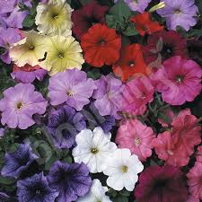 Omaxe Petunia Grandiflora Mixed Seeds