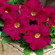 Omaxe Petunia Grandiflora Rose Seeds