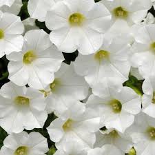 Omaxe Petunia Grandiflora White Seeds