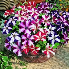 Petunia Ultra Star Seeds - omaxe seeds