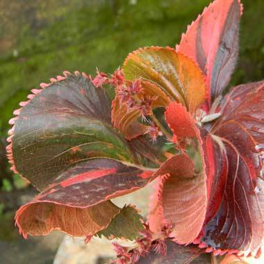 Acalypha Copper Plant - Accalipha Twisted Red